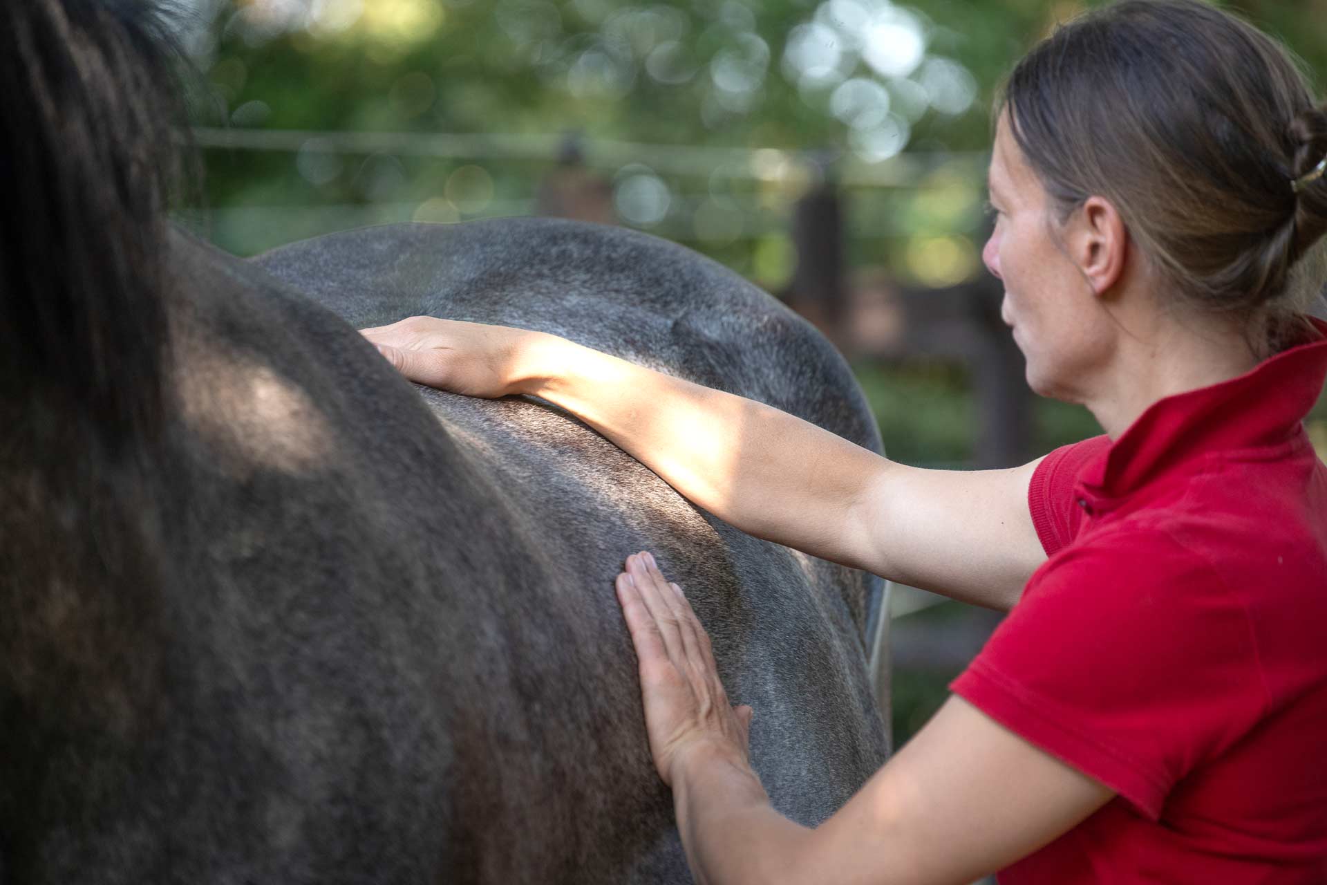 Chiropraktische Behandlung in Verbindung mit Cranio-Sacral-Therapie beim Pferd