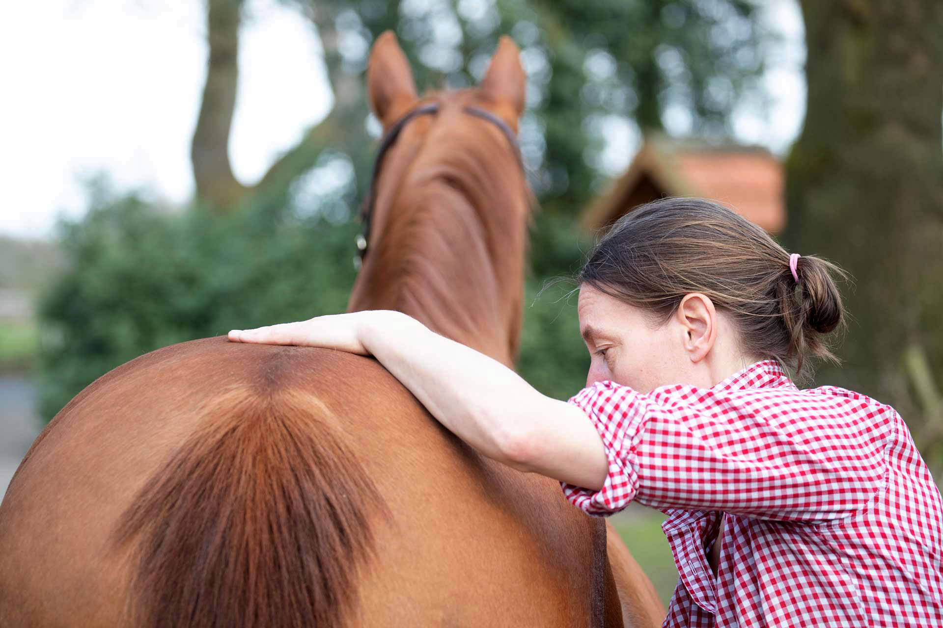 Schonende chiropraktische Behandlung beim Pferd